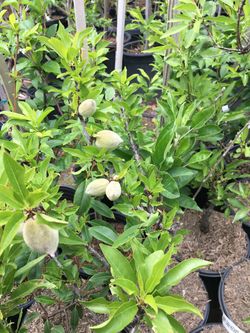 5 Gallon Size- Almond Trees- Persimmon Trees- Strawberry Guava Trees- Passionfruit Vines- Banana Plants- Sapote Trees- Moringa Trees- Tiger Fig Trees