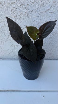 Syngonium Red Arrow