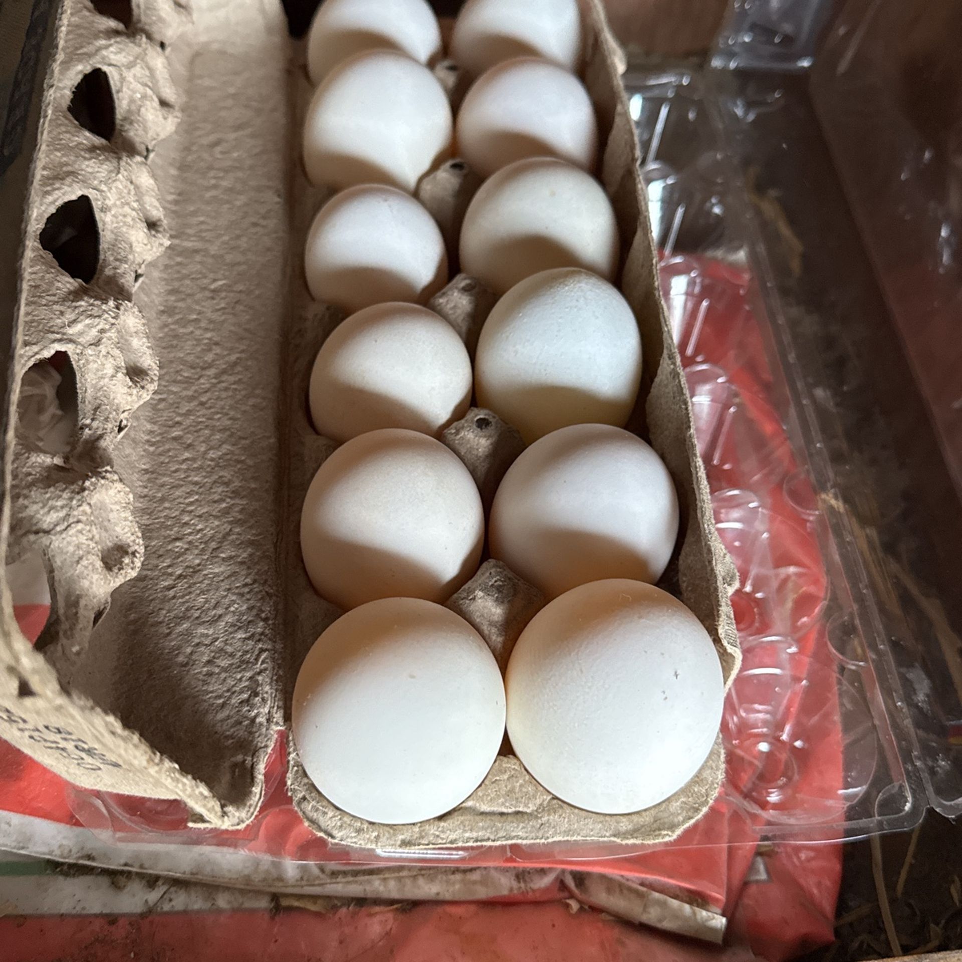 Duck Eggs Fresh