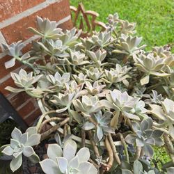 Potted Succulent $75