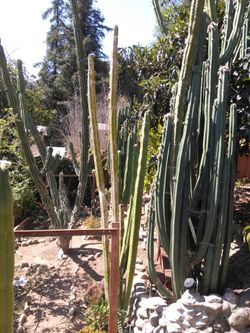 🌵 Cactus Large Collection