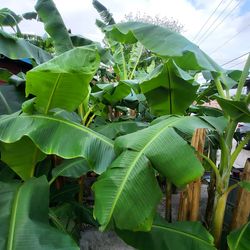Banana 🍌 Plants