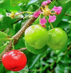 Fruiting Barbados cherry exotic fruit tree