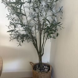 Olive Tree