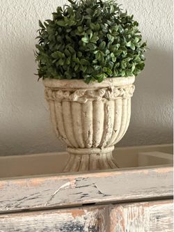 Decorative plant
