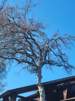 TREES