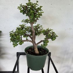 Bonsái Jade 6"