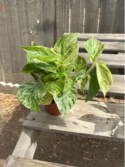 Marble Queen Pothos, $10 each