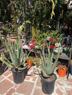 Full grown aloe plants