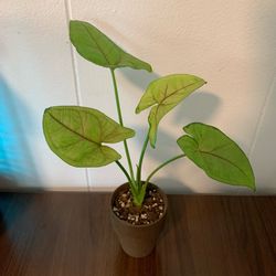 Arrowhead Syngonium, "Berry Allusion", Well Rooted Cutting, Live Houseplant