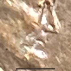 Rare Penny