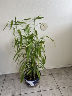 Plant