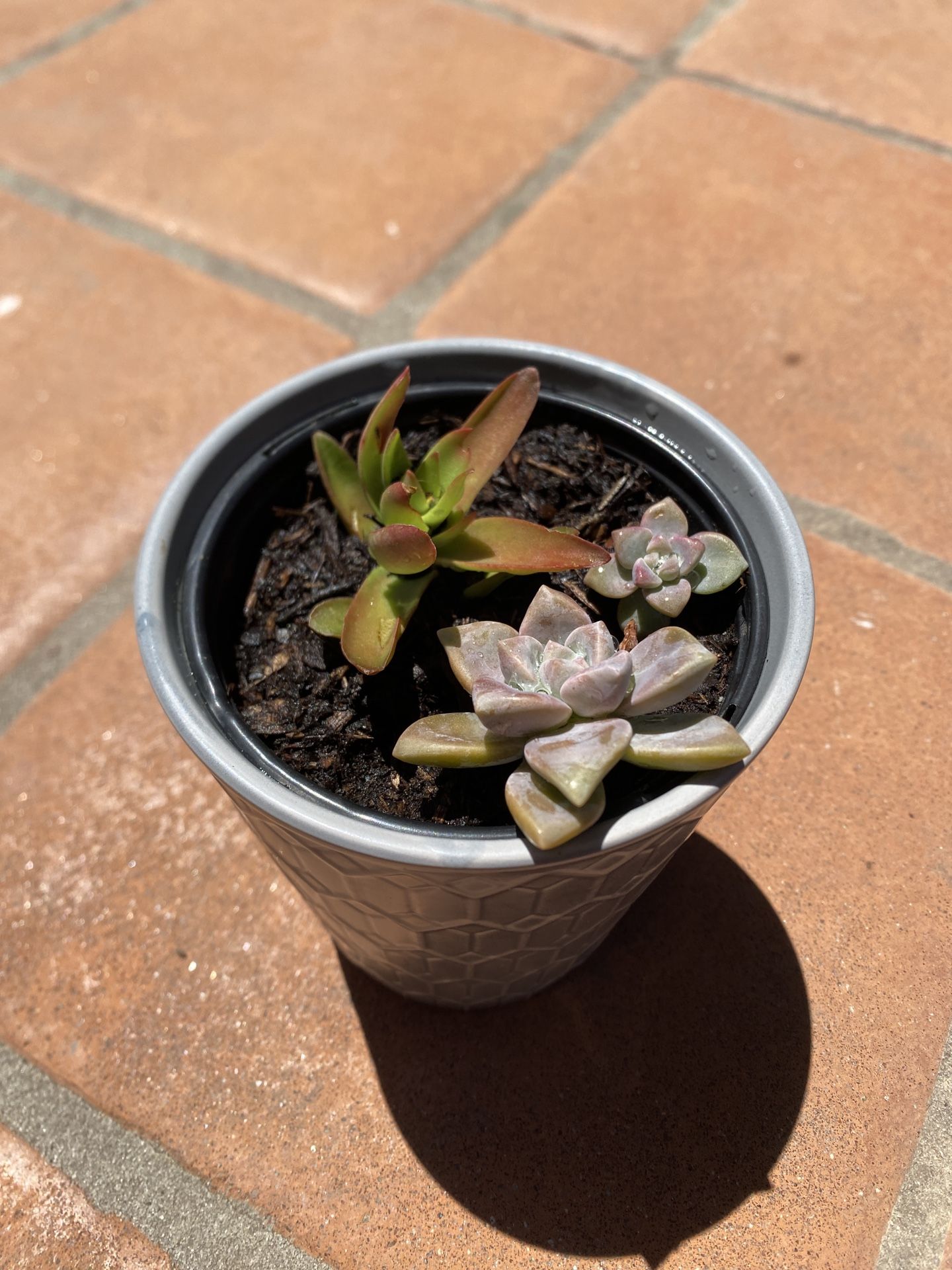 Potted Succulents