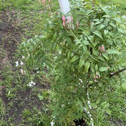 Jazmín Chino (Jasminum polyanthum),