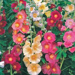 Old Fashion Hollyhock Seeds. Choice Of Specific Available Color Or Assorted Bag