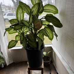 Large Plant 