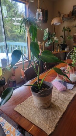 Philodendron Burle Marx flame