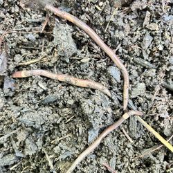 Composting Worms