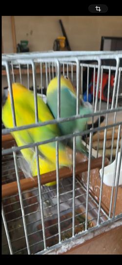 Bird cage