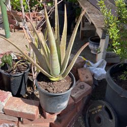 Aloe Veras
