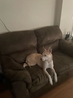 Brown Sofa