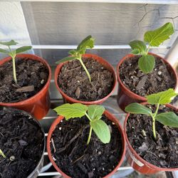 Cucumber Starter plants