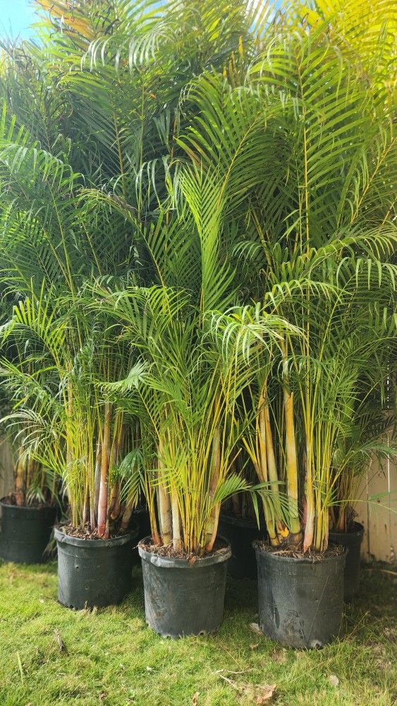 Beautiful Arecas Palms For Inmediate Privacy!!! About 9 Feet Tall!! Best Quality And Price!! Fertilized