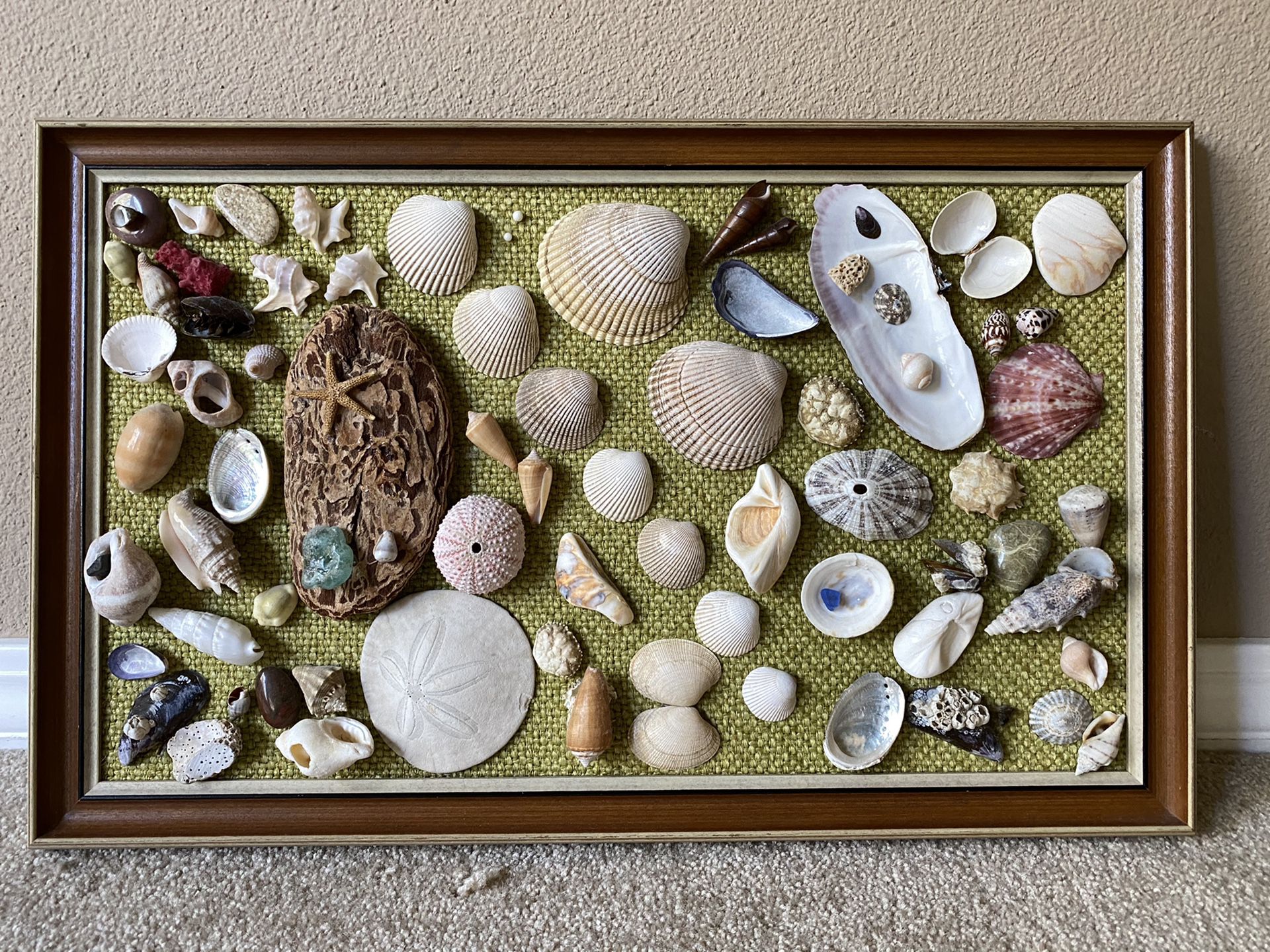 Seashells framed