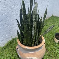 Large Terra Cotta Pot With Black Coral Snake Plants