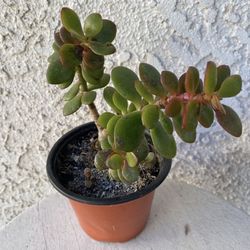 4 Inch Pot Succulent Plant - Crassula Ovata  - Hummel Sunset - Jade Plant - Rooted & Established - Drought Resistant 🪴