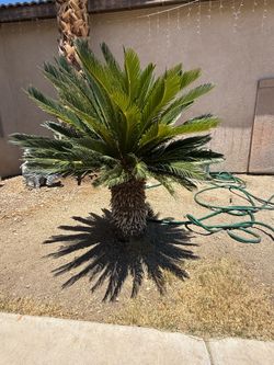 Palm Trees FREE!!
