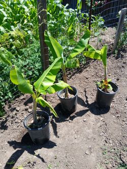 Banana Plants
