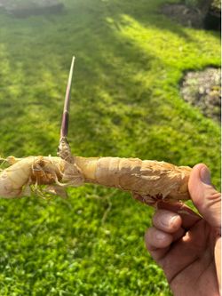 ARROWROOT