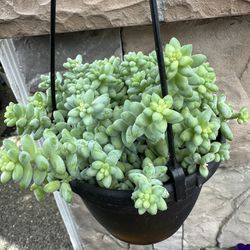 Donkey  Tail Succulent