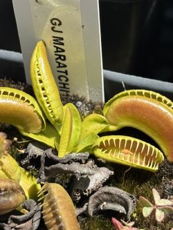 VERY RARE GERMAN FLYTRAP CLONES