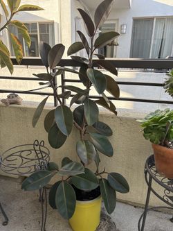 Rubber Plant