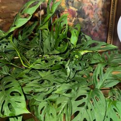 Swiss  Cheese Plant - Hanging Plant