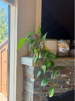 Plant & Pot