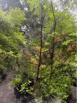 HUGE Bosnian pine tree