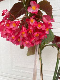 Beautiful Lercerna begonia plant