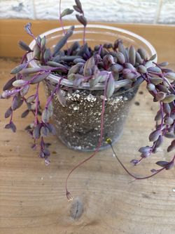 String of Ruby Succulent
