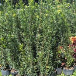 Podocarpus over 6 feet Tall Privacy Isolate Your Home From Noisy Neighbors