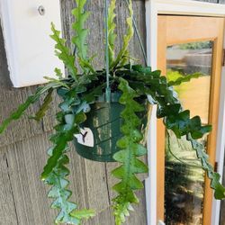 Live indoor Fishbone (Ric Rac) cactus plant in a hanging 8-inch plastic nursery planter pot—firm price