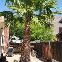 Palm Tree