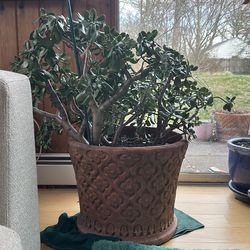 Large Jade Plant in clay pot 18 inch diameter pot