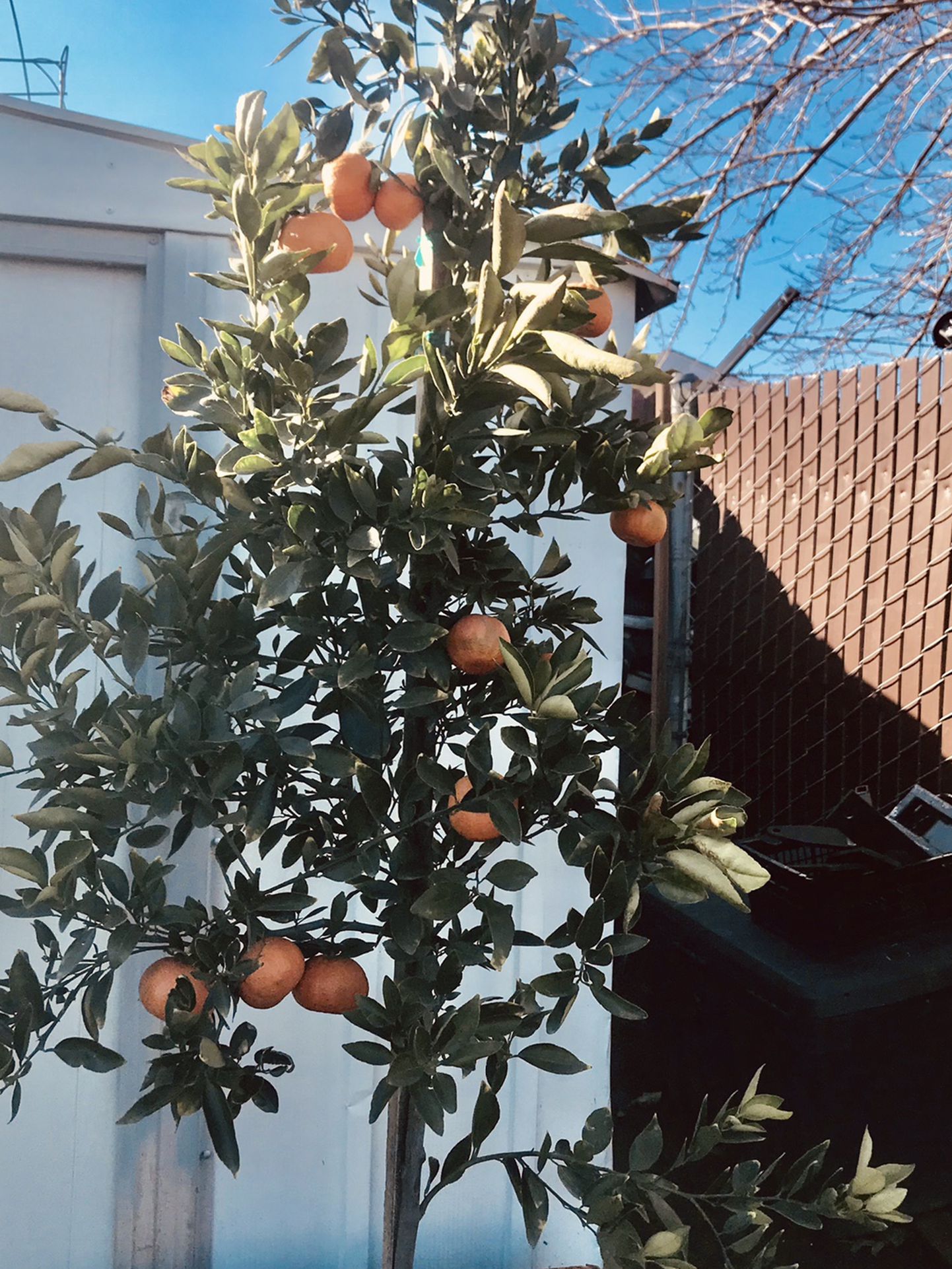 Mandarin Tree with multi fruits 7ft tall in 15 gallon pot