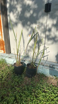 Lemon grass