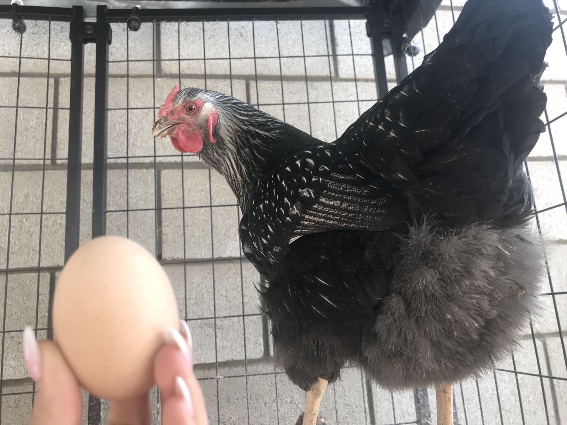 Chickens