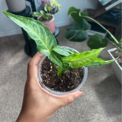 Arrowhead Plant 