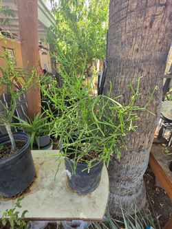 Pencil firestick cactus